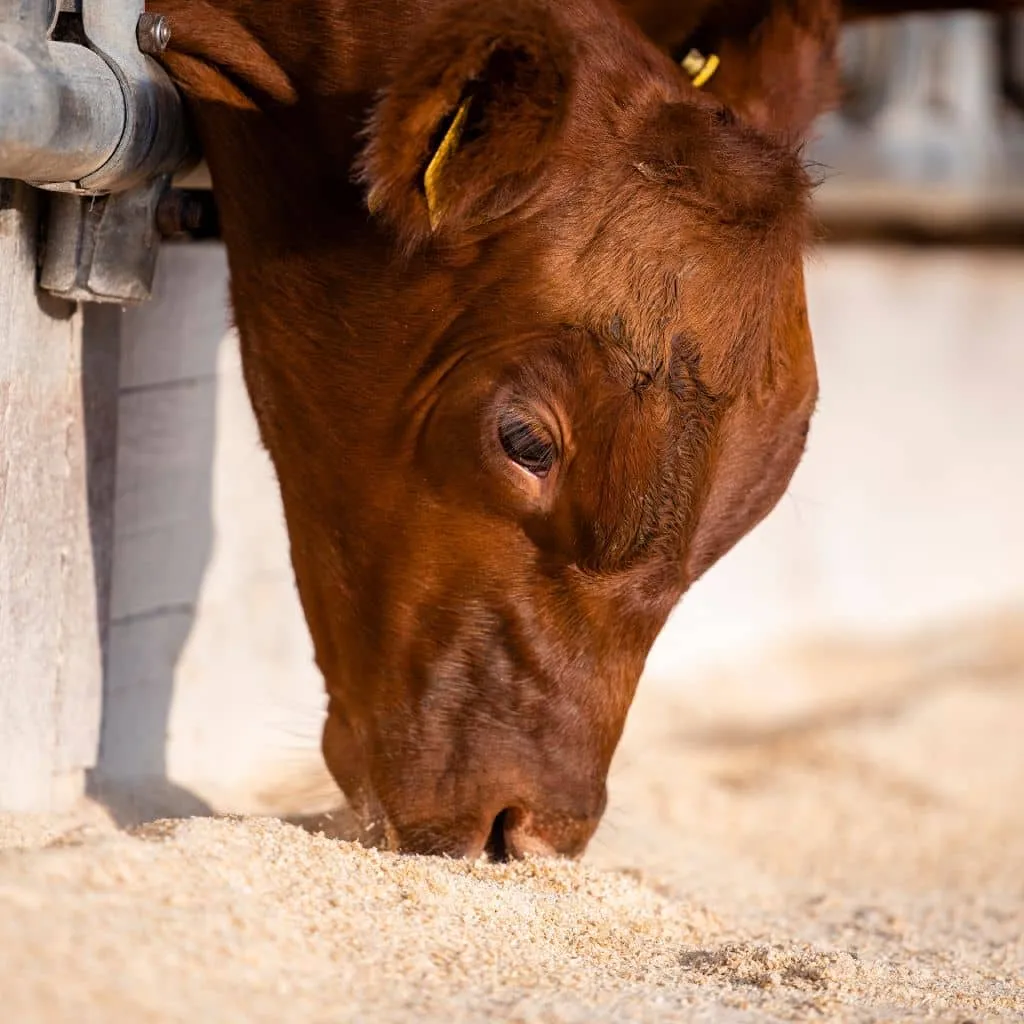 Cattle-Eating-slide-comp